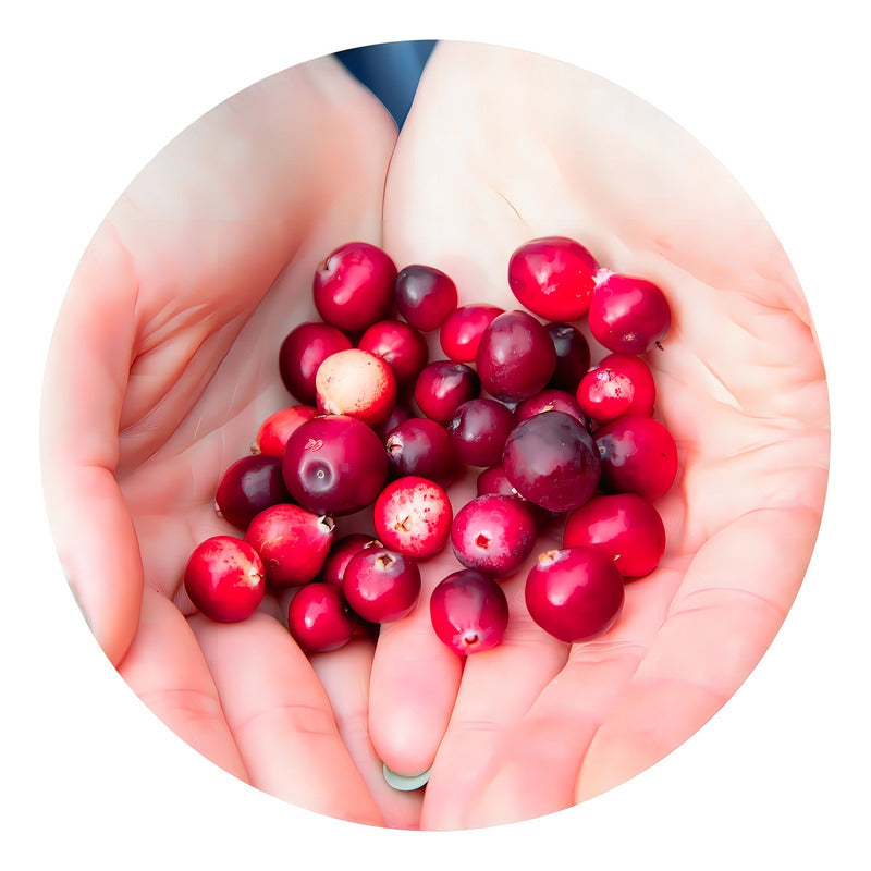 Aradicaps Remedio Herbolario Para Mal De Orin Diente De Leon Sabor Arándano